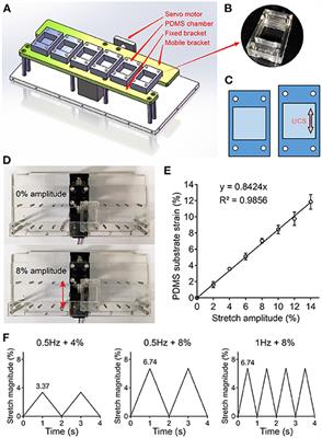 Uniaxial Cyclic Stretching Promotes Chromatin Accessibility of Gene Loci Associated With Mesenchymal Stem Cells Morphogenesis and Osteogenesis